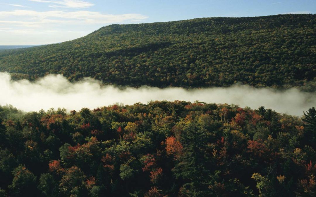 The International Space Station Will Soon Be Able to Measure Forest Density Using Lasers