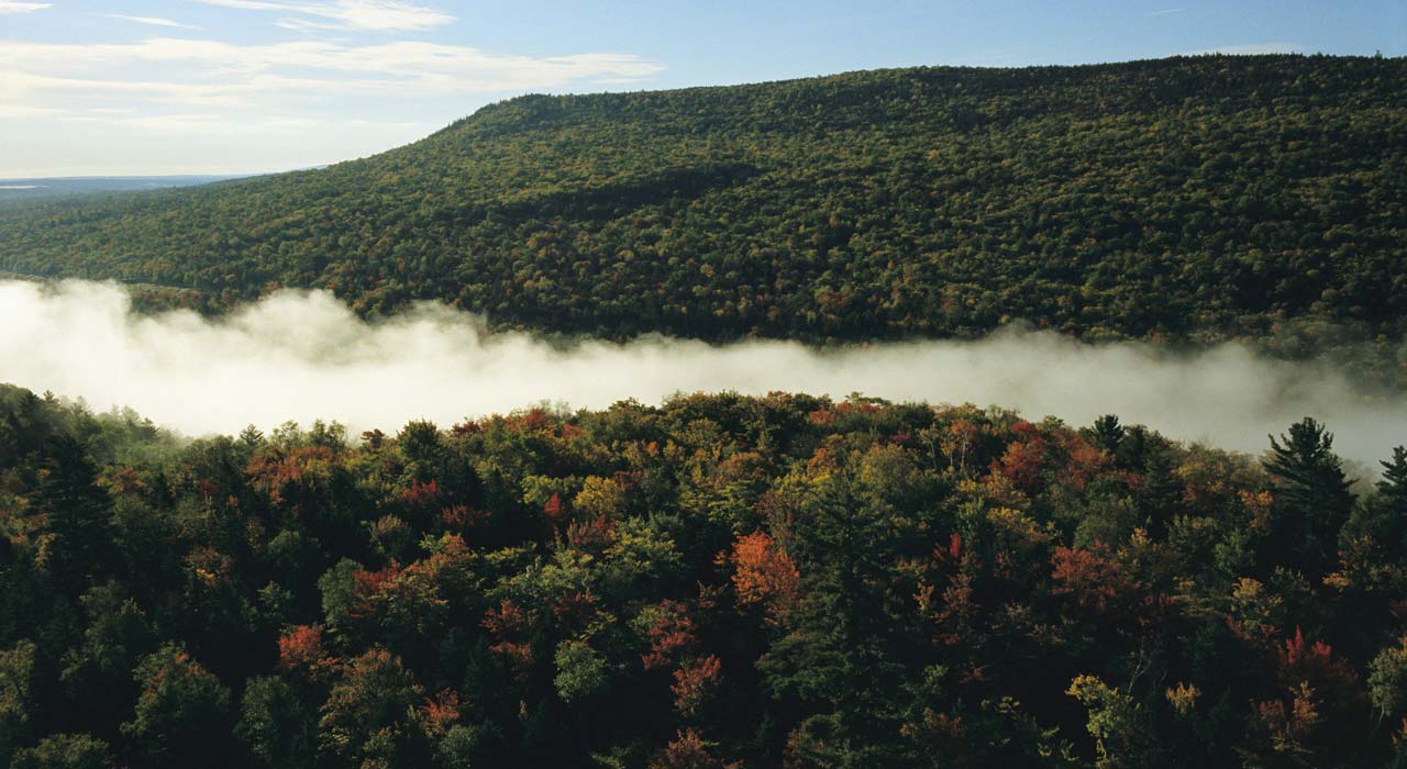 woods-mist-hist