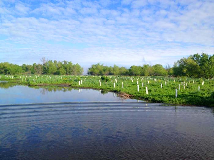 Speedy Recovery: Coastal Partnership Completes Planting of 10,000 Trees in the Month of April