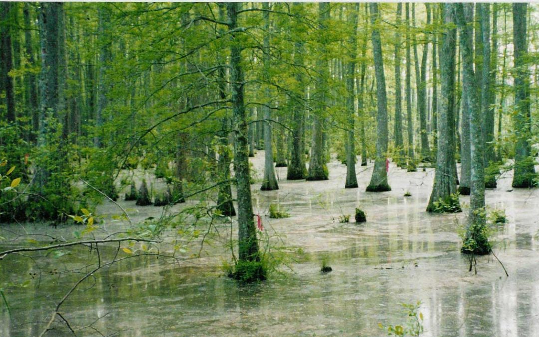 Ecosystem Defenses are Critical to Dutch Flood Management