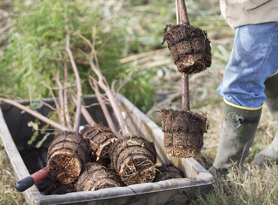 10.27.16 Restore the Earth tree planting and coastal restoration kick off of their project to restore 4,000 acres of freshwater-forested wetland in the Pointe-aux-Chenes Wildlife Management Area. Montegut, Louisana