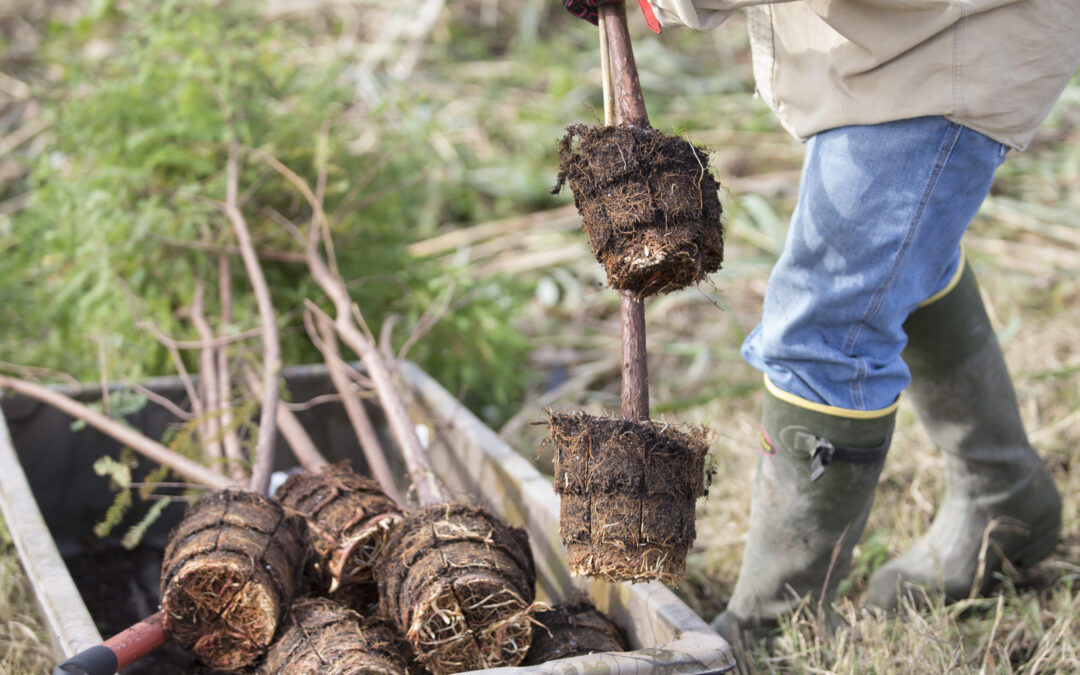 GreenBiz—Planting trees and sowing seeds: 4 tenets of a powerful, public-private climate alliance