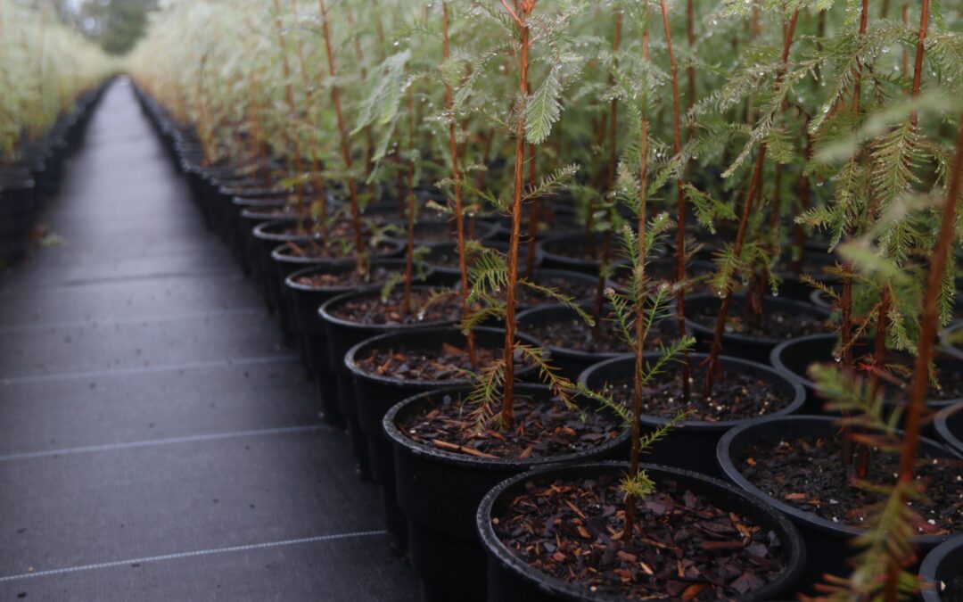 Chevron and Restore the Earth Foundation agree to collaborate on carbon offsets reforestation project in Louisiana